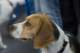 beagles200740_small.jpg