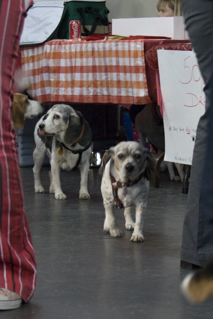 beagles200741.jpg