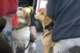 beagles200744_small.jpg