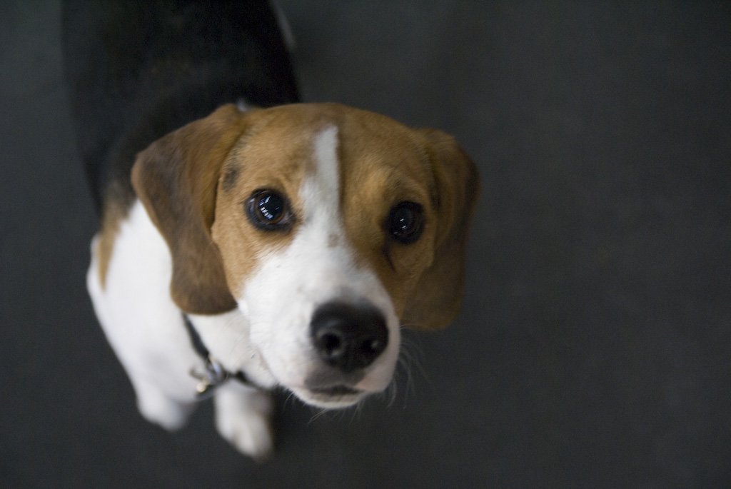 beagles200747.jpg