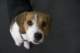beagles200747_small.jpg