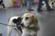 beagles200748_small.jpg