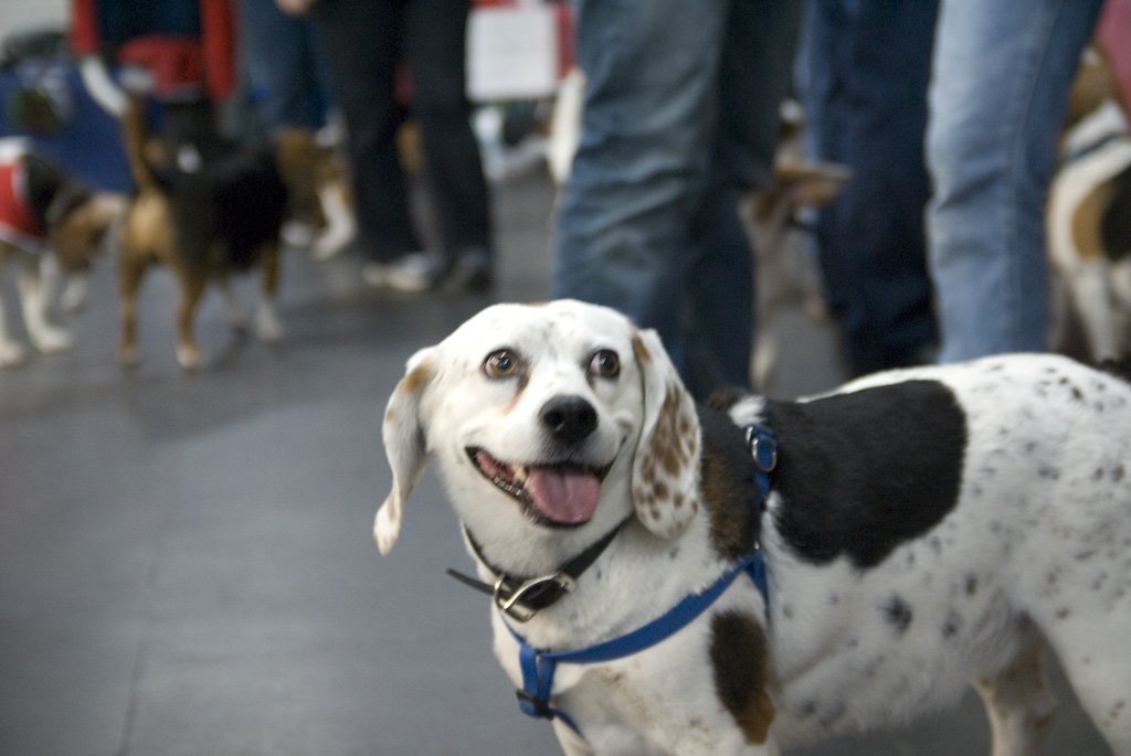 beagles200749.jpg