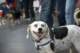 beagles200749_small.jpg
