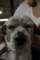 beagles20074_small.jpg