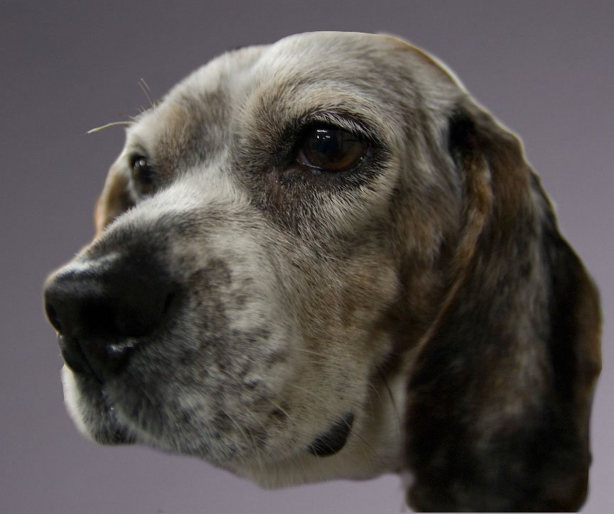 beagles20075.jpg
