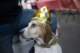 beagles200750_small.jpg
