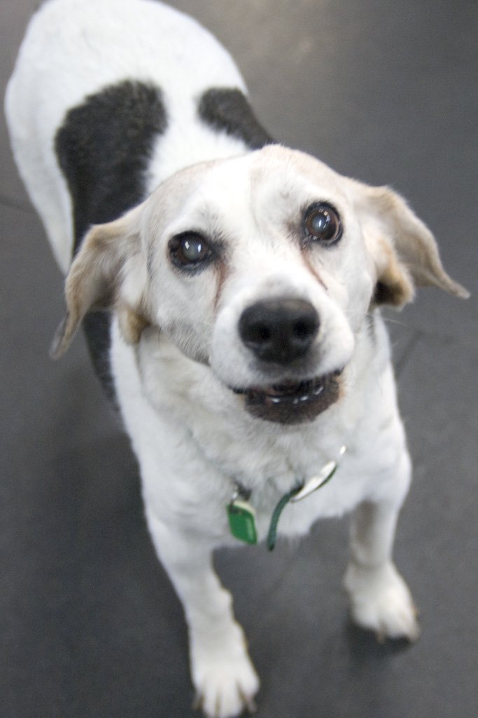 beagles200751.jpg