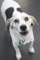 beagles200751_small.jpg