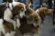 beagles200752_small.jpg