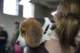 beagles200753_small.jpg