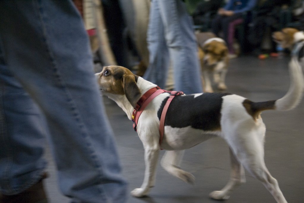 beagles200755.jpg