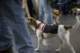 beagles200755_small.jpg