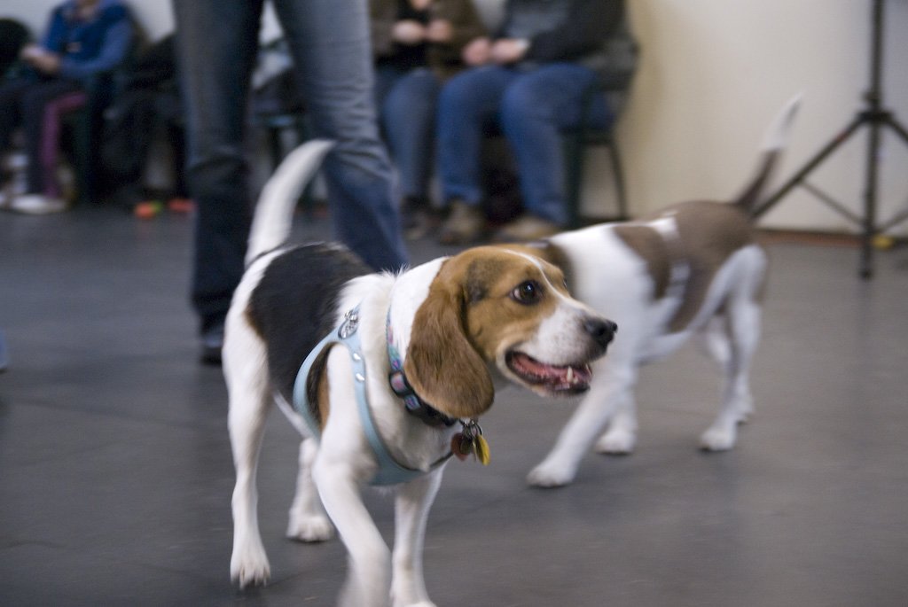 beagles200756.jpg