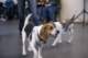 beagles200756_small.jpg