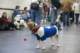 beagles200757_small.jpg