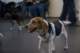 beagles200758_small.jpg