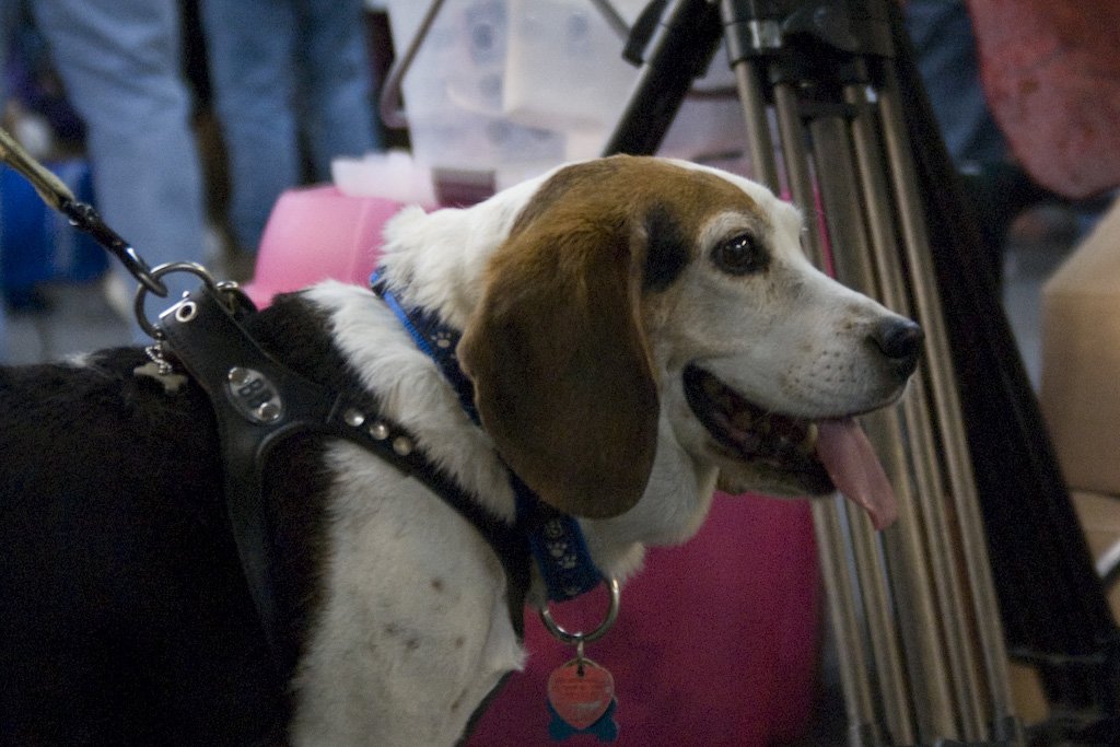 beagles200759.jpg