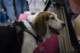 beagles200759_small.jpg