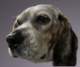 beagles20075_small.jpg