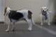 beagles200760_small.jpg