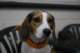 beagles200761_small.jpg