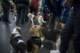 beagles200763_small.jpg
