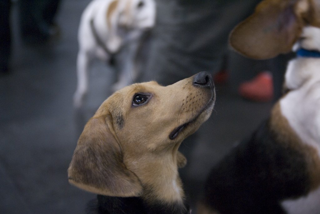 beagles200764.jpg
