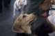 beagles200764_small.jpg