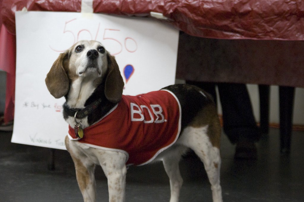 beagles200765.jpg