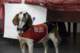 beagles200765_small.jpg