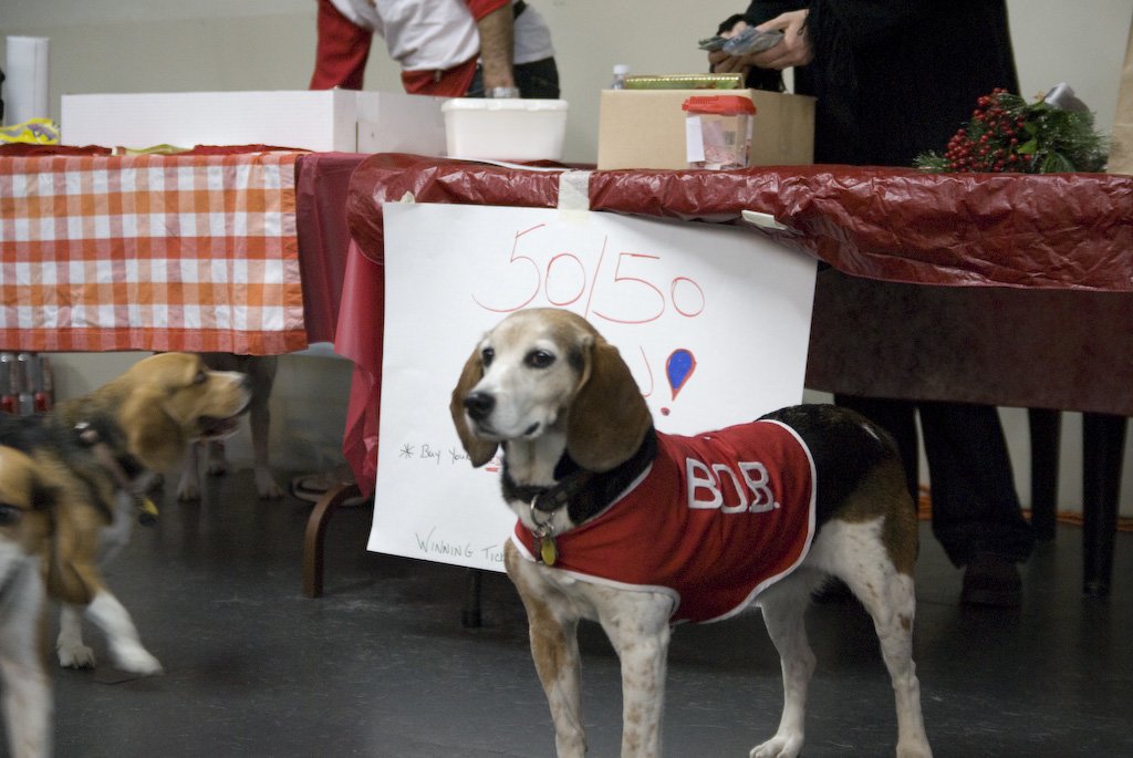 beagles200766.jpg