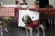 beagles200766_small.jpg