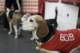 beagles200767_small.jpg