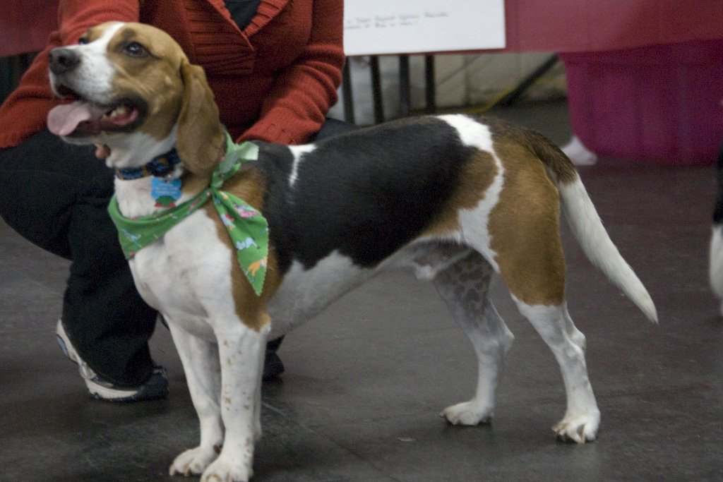beagles200769.jpg