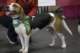 beagles200769_small.jpg