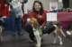 beagles200770_small.jpg