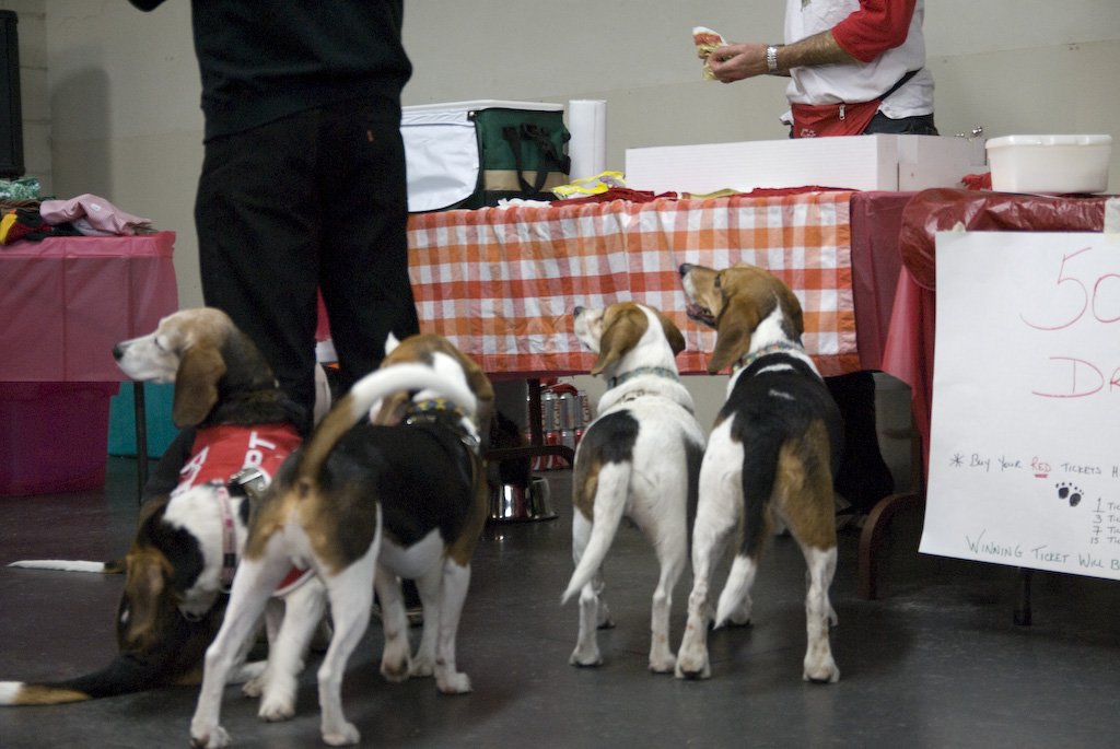 beagles200771.jpg