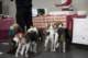 beagles200771_small.jpg