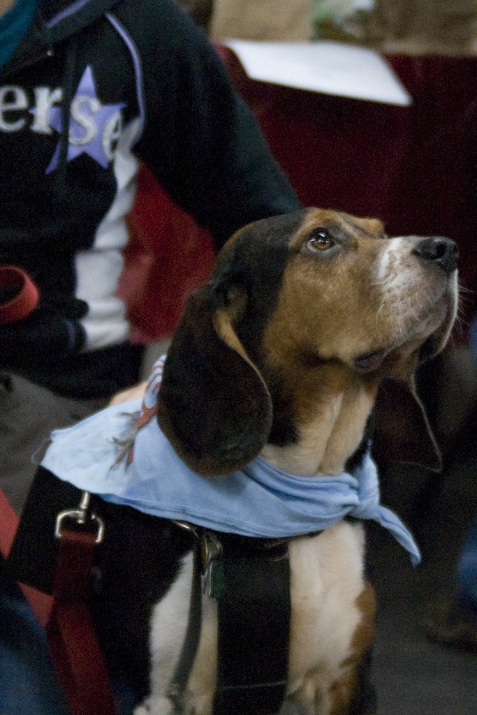 beagles200772.jpg