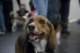 beagles200774_small.jpg