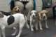 beagles200775_small.jpg