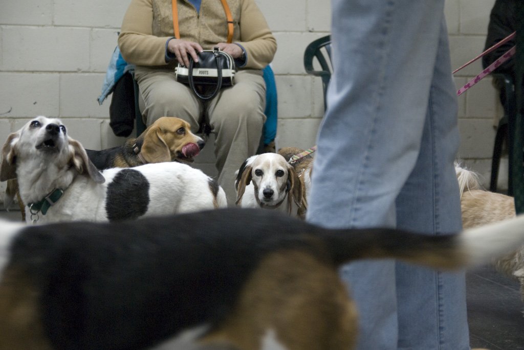 beagles200776.jpg