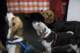 beagles200777_small.jpg