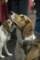 beagles200778_small.jpg