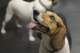 beagles200779_small.jpg