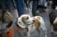 beagles200780_small.jpg