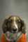 beagles200782_small.jpg