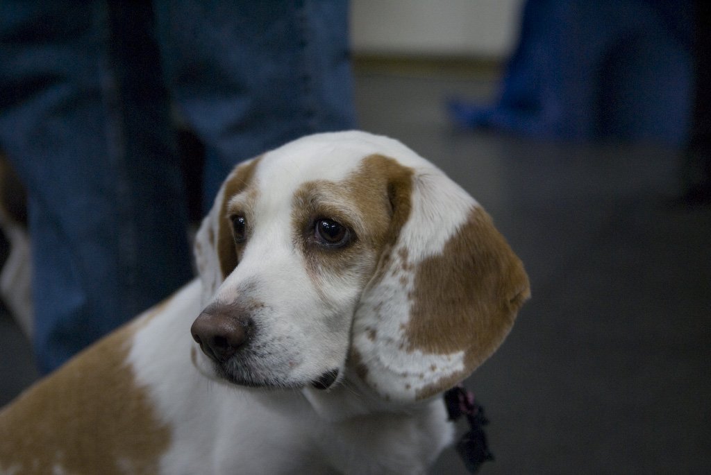 beagles200783.jpg