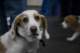 beagles200784_small.jpg